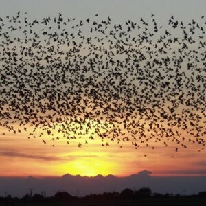 Oiseaux migrateurs, qui eux aussi pratiquent le jeûne